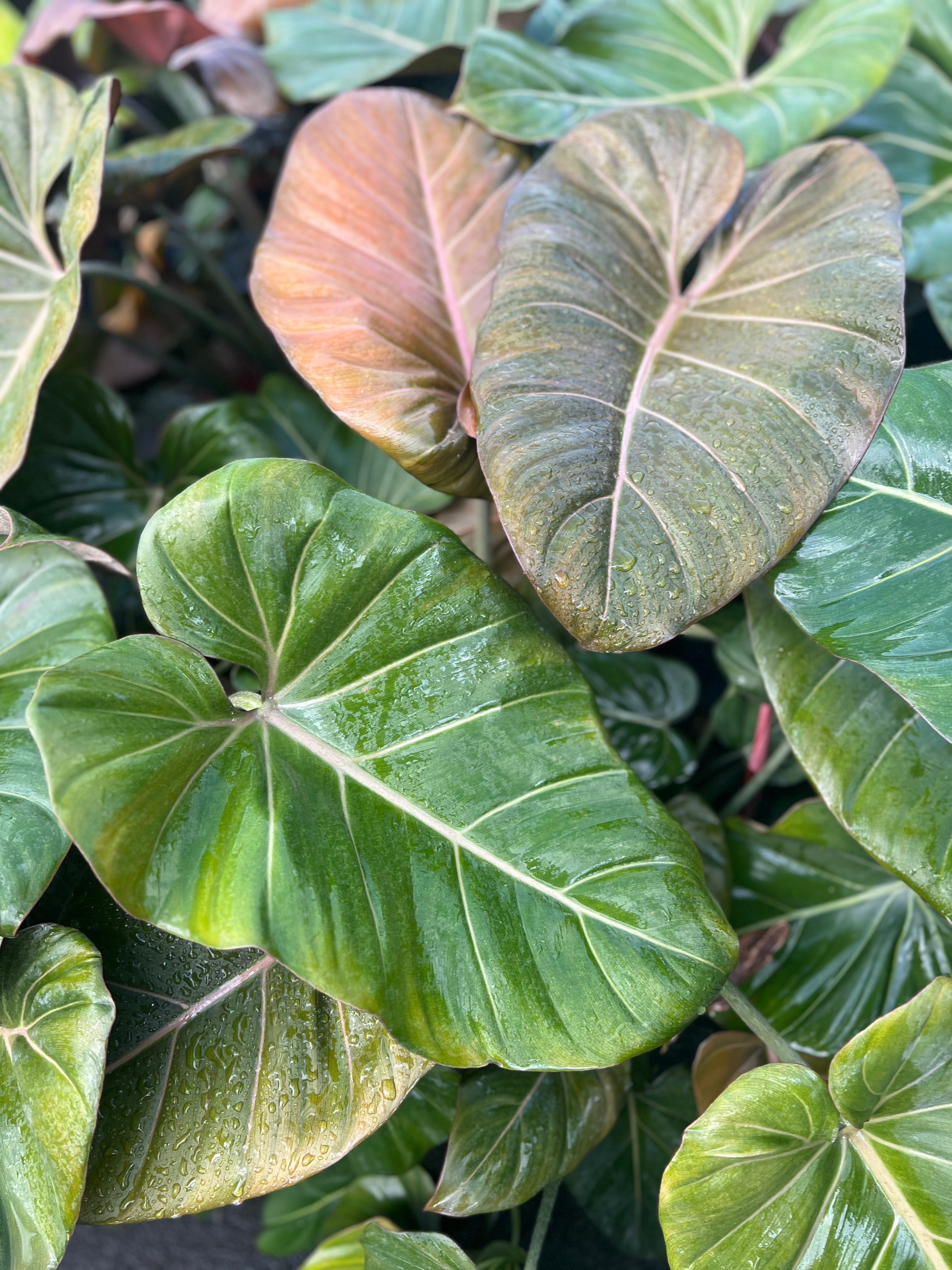 summer glory philodendron care Summer Glory Philodendron - Collector's Series