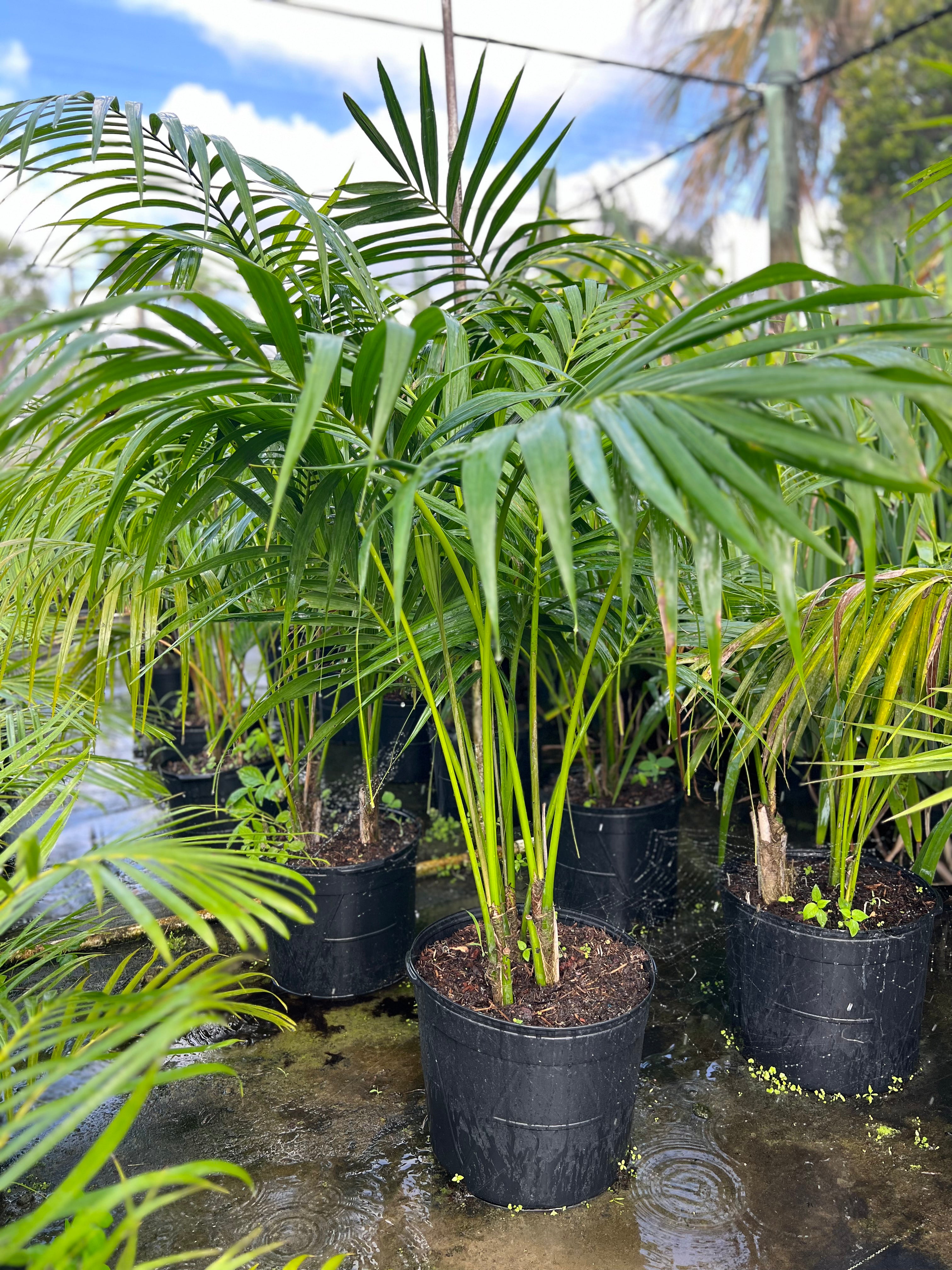 kentia palm potting mix Kentia Palm (Howea forsteriana)
