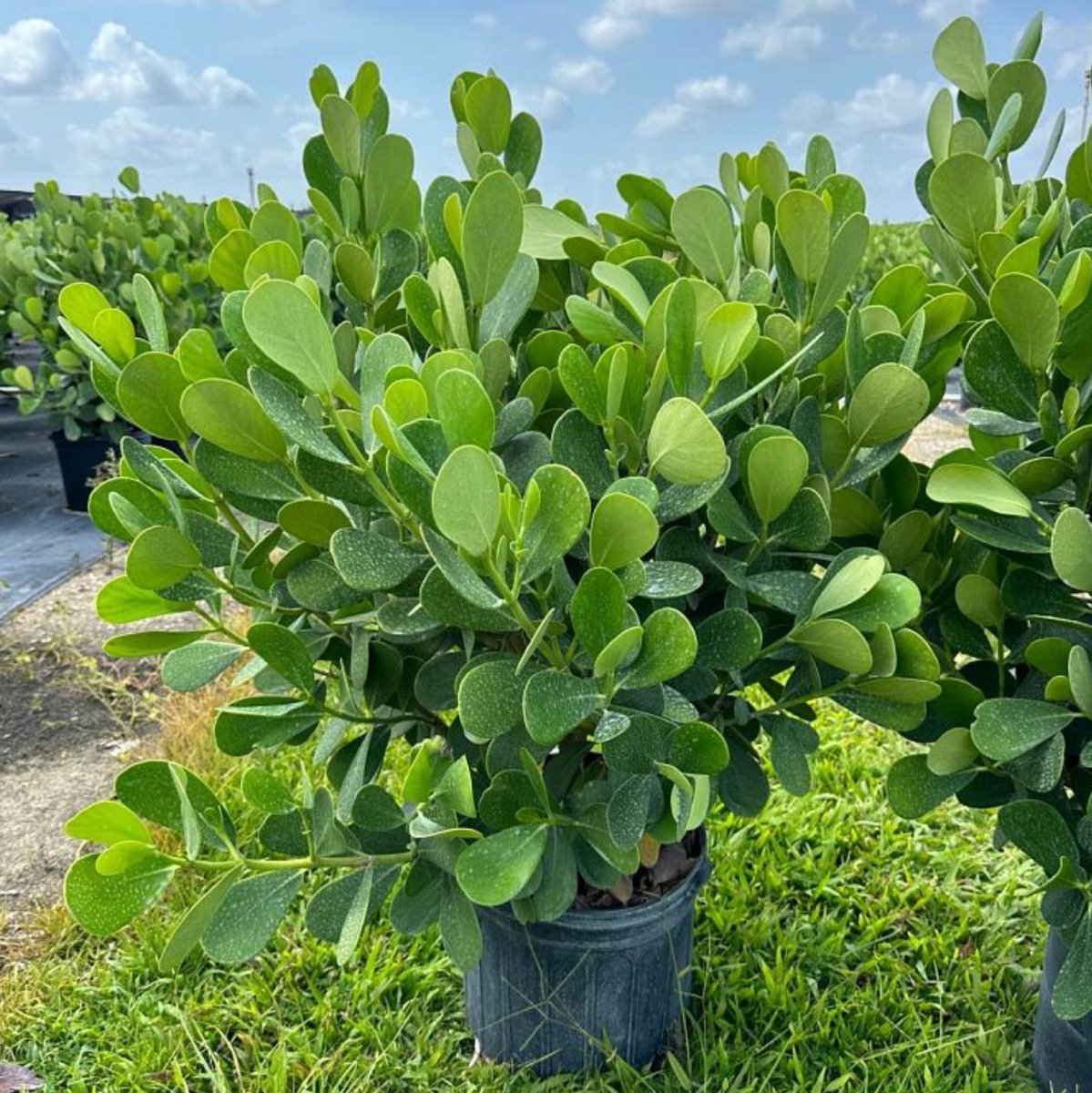 Clusia Guttifera Bush for Sale