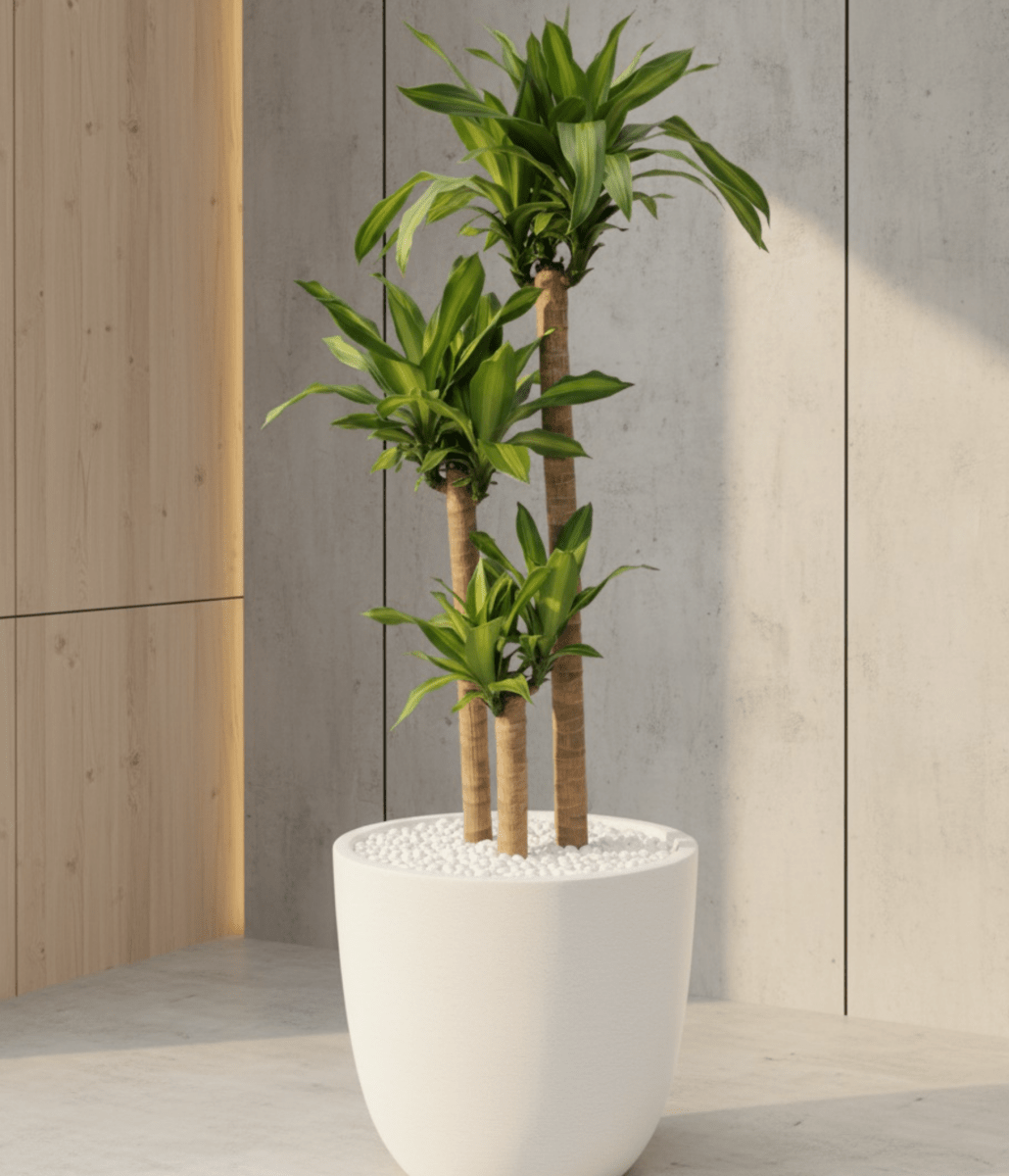Corn Plant (Dracaena Fragrans 'Massangeana')