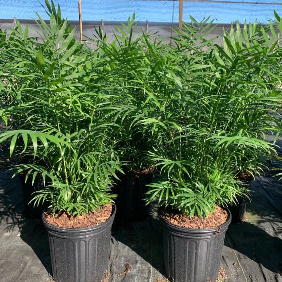 parlor palm bella Parlor Palm for Sale