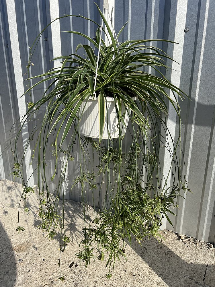 spider plants florida Spider Plant (Chlorophytum Comosum) – Bird of Paradise