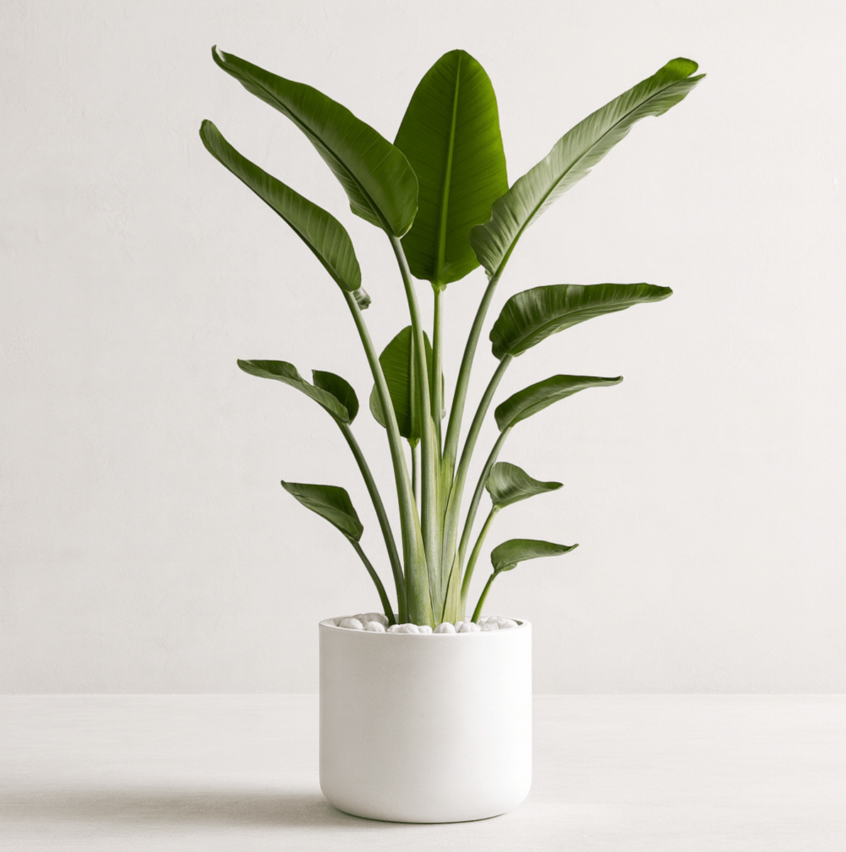 white bird tropical plant indoor care White Bird of Paradise Plant - All Sizes Indoor/Outdoor