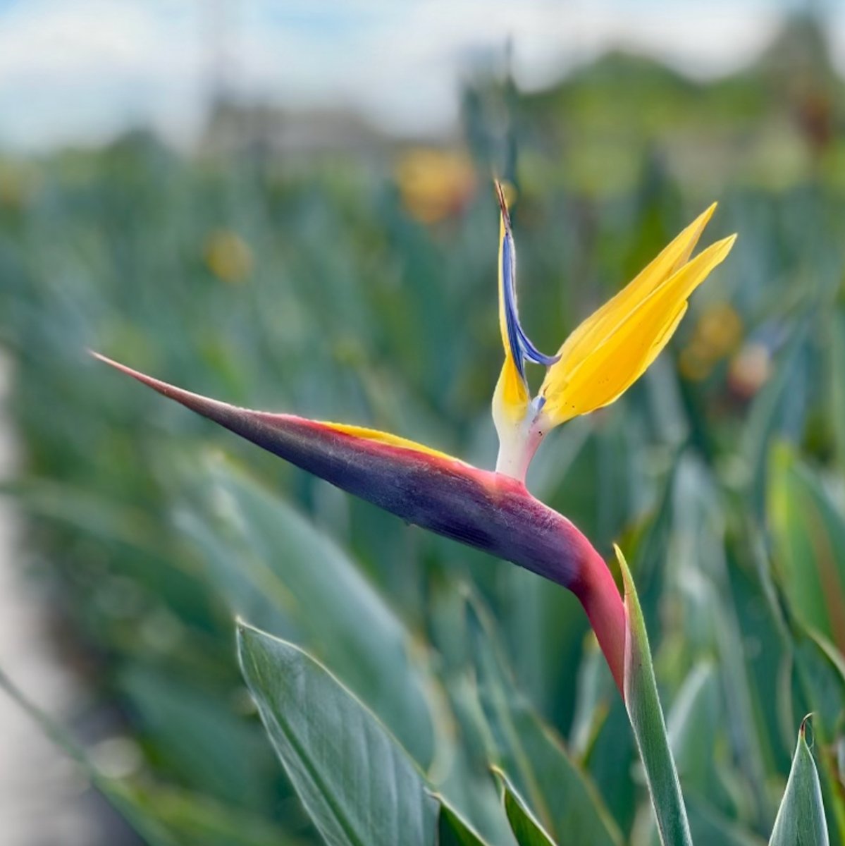 Mandela's Gold Bird Of Paradise | Strelitzia reginae 'Mandela's Gold' | Zone 3-11 | Yellow | Blue | 4 - 5 feet | Full Sun