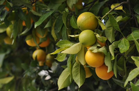 Unveiling Nature's Bounty: Enhanced Absorption