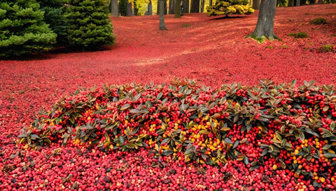 Adding Fall Color with Cotoneaster Shrubs - Bird of Paradise