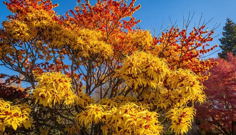 Adding Fall Color with Witch Hazel Shrubs - Bird of Paradise
