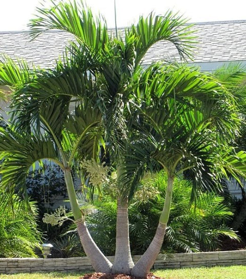 Adonidia Palm Triple: The Perfect Addition to Your Landscape - Bird of Paradise