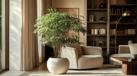 Aralia Care Guide - Bird of Paradise