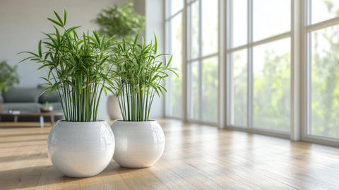 Bamboo Care Guide - Bird of Paradise