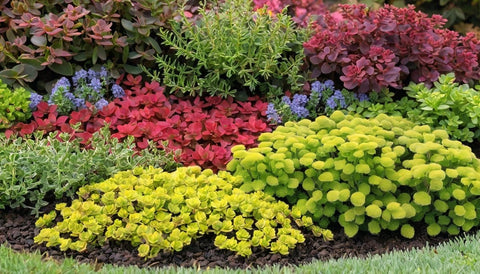 Best Ground Covers for Fall Landscaping - Bird of Paradise