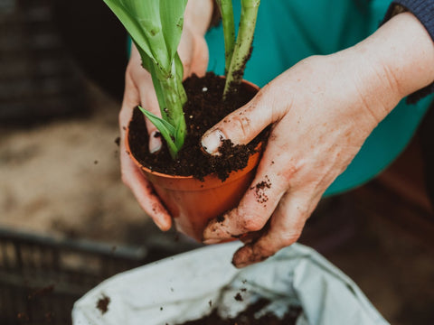 Best Plants to Buy in Fall - Bird of Paradise