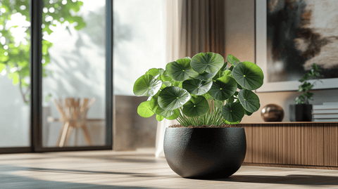 Chinese Money Plant Care Guide - Bird of Paradise