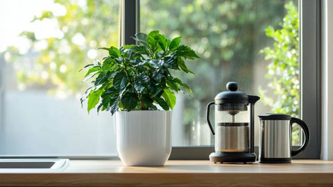 Coffee Plant Care Guide - Bird of Paradise