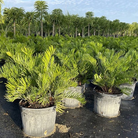 Coontie Palm - Bird of Paradise