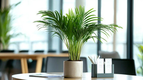 Corporate Gifts For Clients - Bird of Paradise