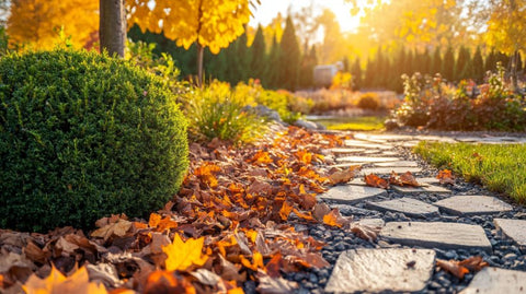 Creating a Fall Garden with Evergreen Shrubs - Bird of Paradise
