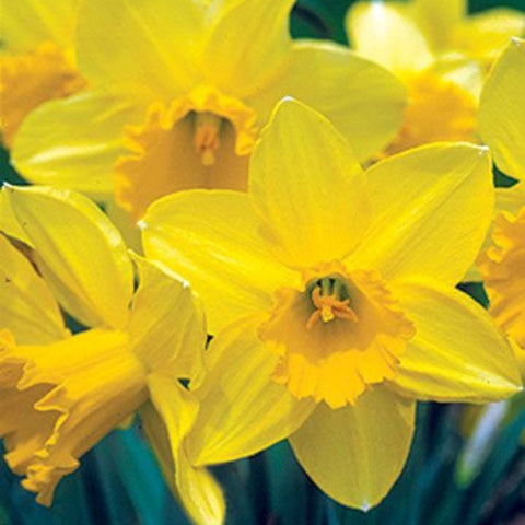 Daffodils in January: Winter's Beauty and Joy - Bird of Paradise