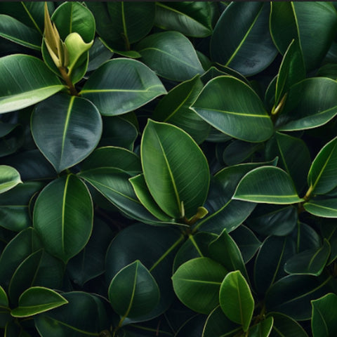 Discover the Beauty and Benefits of the Rubber Plant - Bird of Paradise