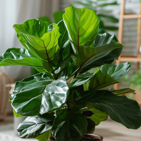 Ficus Lyrata Care: Keep Your Fiddle-Leaf Fig Thriving - Bird of Paradise