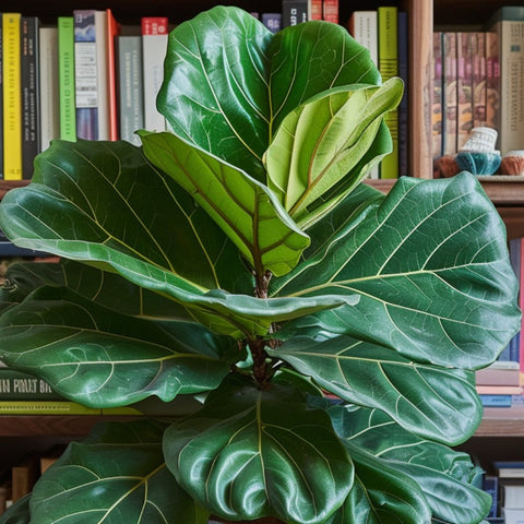 Fiddle Leaf Ficus Care: Your Complete Guide - Bird of Paradise