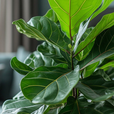 Fiddle Leaf Fig Watering: Your Essential Care Guide - Bird of Paradise