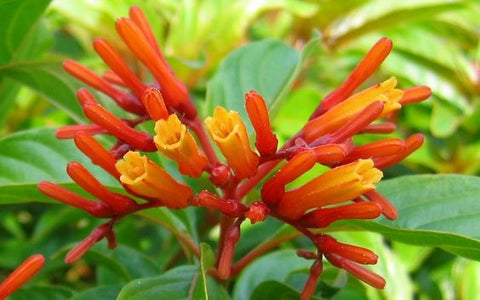 Florida Blooming Shrubs - Bird of Paradise