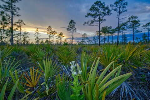 Florida Plants: Exploring the Beauty and Benefits - Bird of Paradise