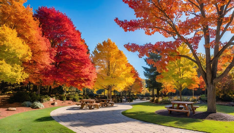 How to Add Fall Color with Black Tupelo Trees - Bird of Paradise