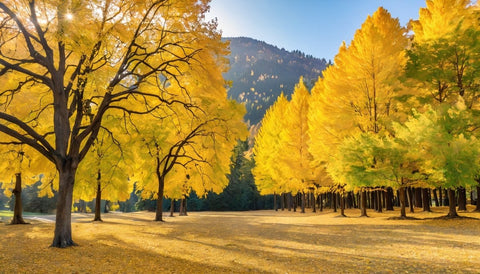 How to Add Fall Color with Goldenrain Trees - Bird of Paradise