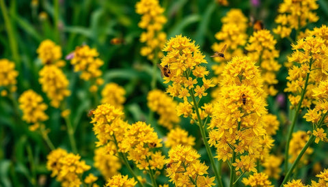 How to Plant and Care for Fall-Blooming Goldenrod - Bird of Paradise