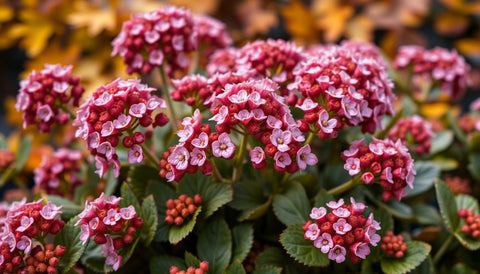 How to Plant and Care for Fall-Blooming Sedum - Bird of Paradise