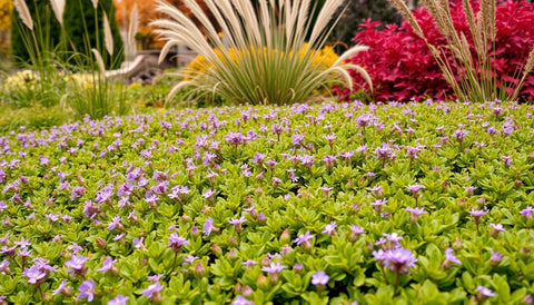 How to Use Creeping Thyme in Fall Landscapes - Bird of Paradise