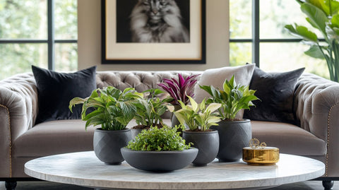 Indoor Plants Bad For Cats - Bird of Paradise
