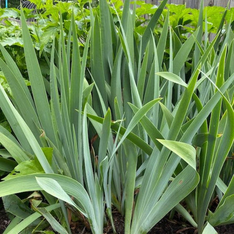 Iris Transplanting: Spring Guide for a Blooming Garden - Bird of Paradise