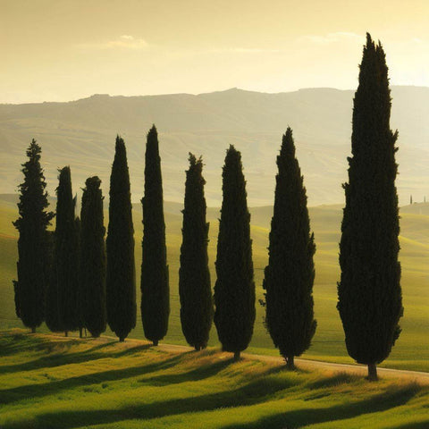 Italian Cypress: The Elegant Touch for Your Landscape - Bird of Paradise