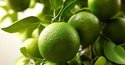 Key Lime Trees: Cultivation, Care, and Harvesting - Bird of Paradise