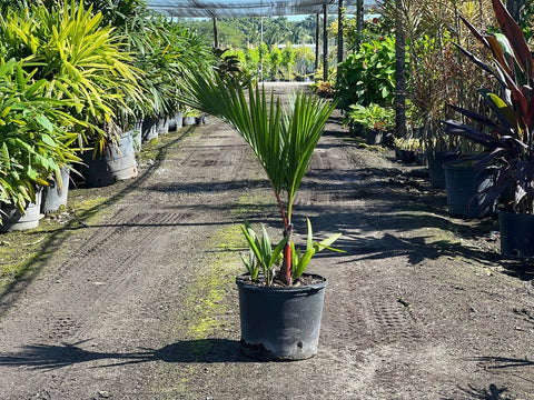 Lipstick Palm Care Guide - Bird of Paradise
