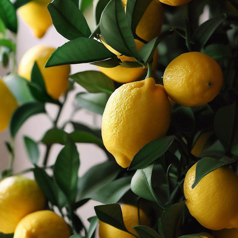 Meyer Lemon Tree - A Citrus Delight - Bird of Paradise