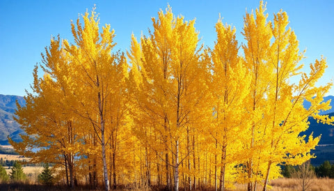 Planting Aspen Trees for a Golden Autumn - Bird of Paradise