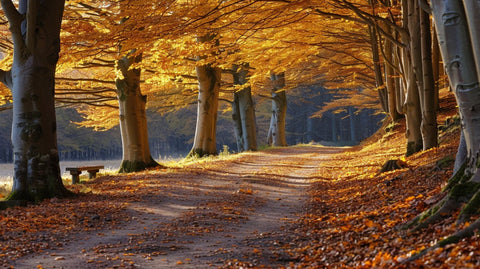 Planting Beech Trees for a Golden Fall Display - Bird of Paradise