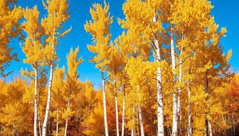 Planting Birch Trees for Stunning Autumn Yellows - Bird of Paradise
