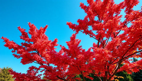 Planting Black Gum Trees for Brilliant Fall Reds - Bird of Paradise