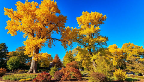 Planting Elm Trees for Golden Fall Foliage - Bird of Paradise