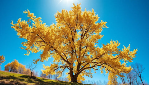 Planting Quaking Aspen for Stunning Fall Colors - Bird of Paradise