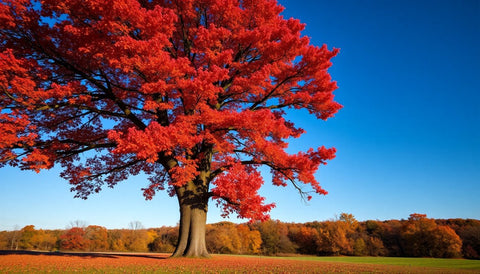 Planting Red Oaks for Brilliant Fall Foliage - Bird of Paradise
