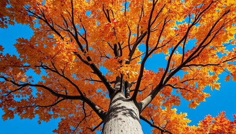 Planting Sassafras Trees for Multi-Season Interest - Bird of Paradise