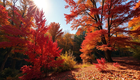 Planting Trees for a Spectacular Autumn Transition - Bird of Paradise