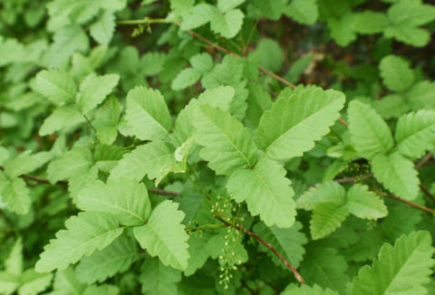 Poison Oak: Identification, Toxicity, Prevention, and Treatment - Bird of Paradise
