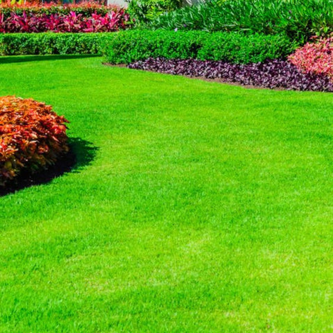 Seeding Grass in Spring: A Guide to a Lush Lawn - Bird of Paradise